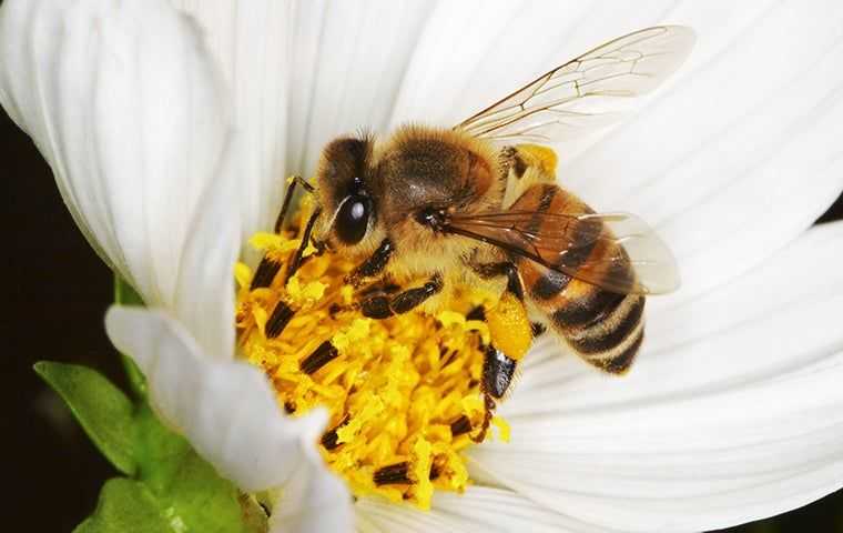 Bees