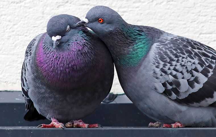 two pigeons on a ledge