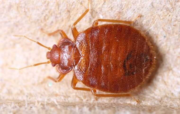 Bed Bugs