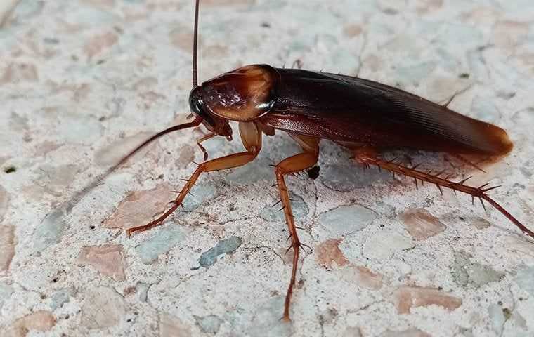 cockroach on a counter