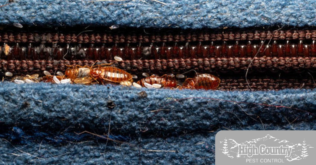 Bed Bug Prevention and Detection Strategies
