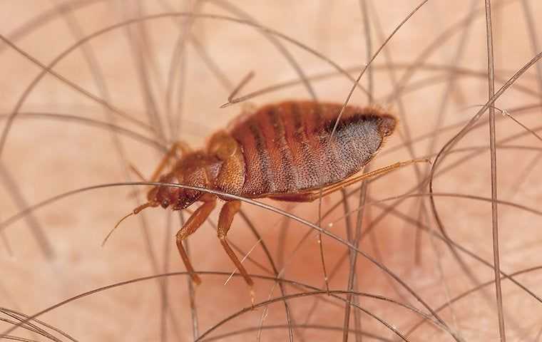 bed bug on an arm or leg