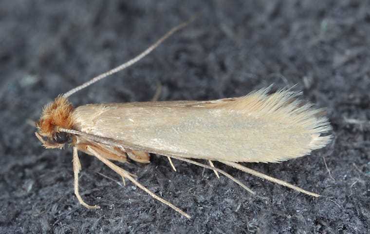 Moths