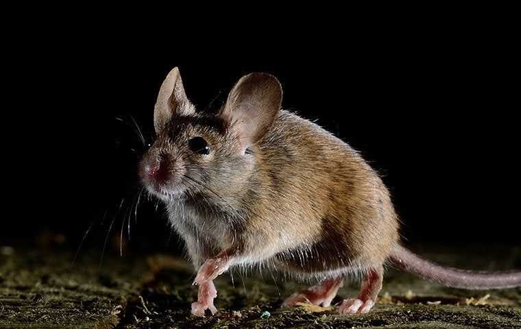 norway rat