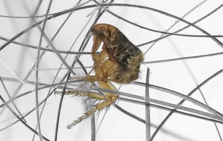 Fleas