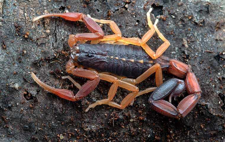 Scorpions