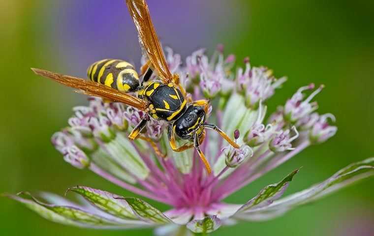 Wasps