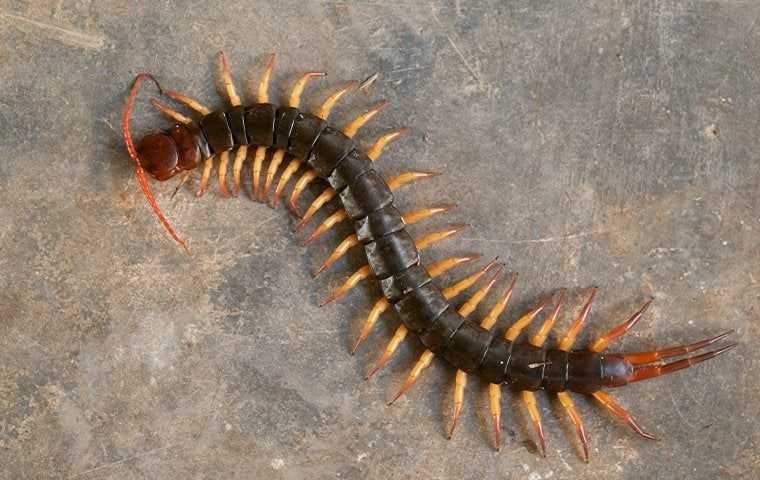 Centipedes