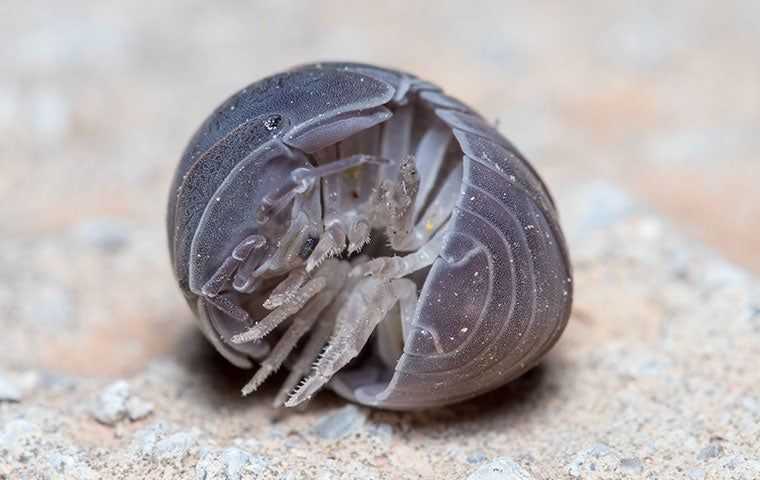 Sow & Pill Bugs
