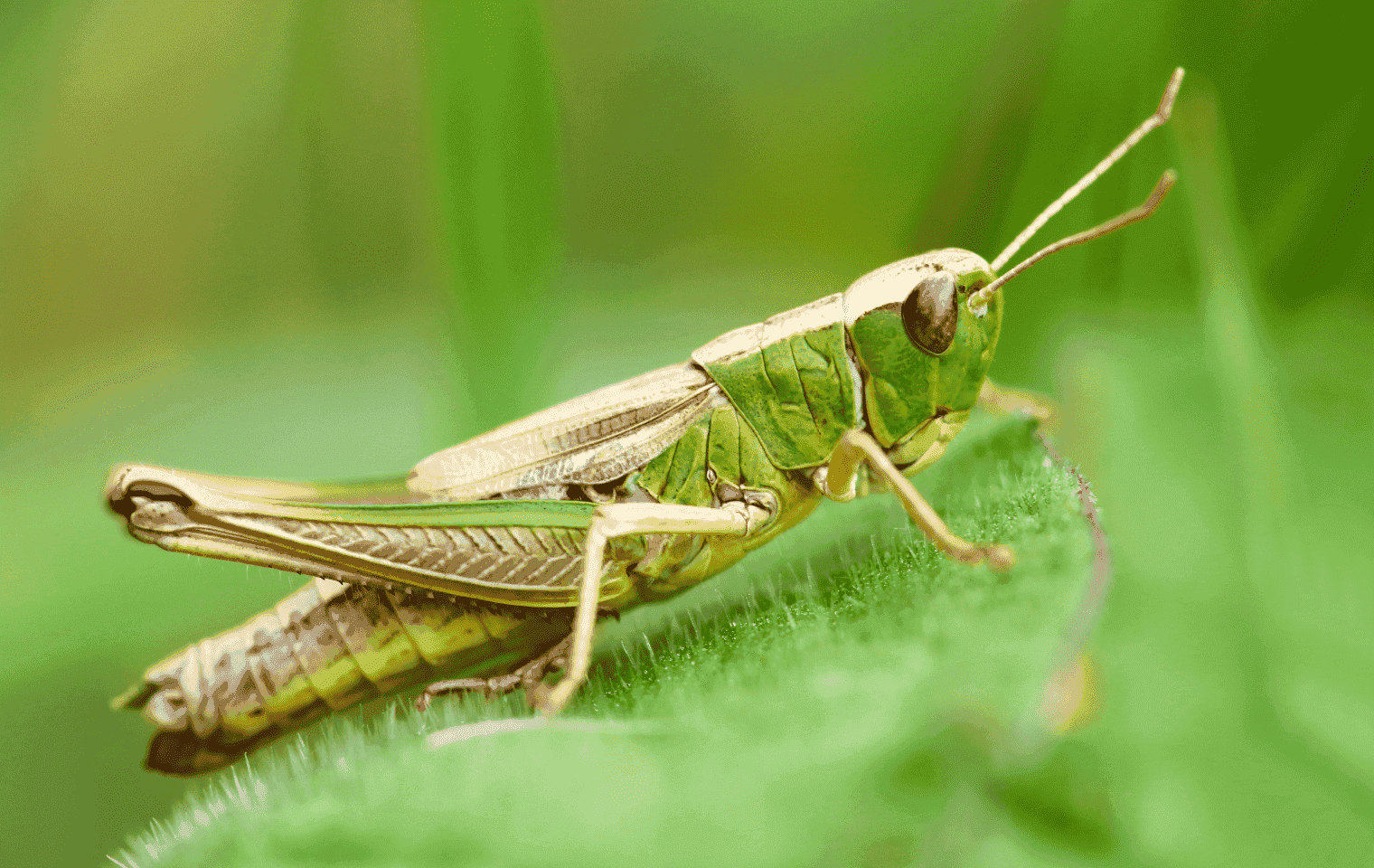 Grasshoppers
